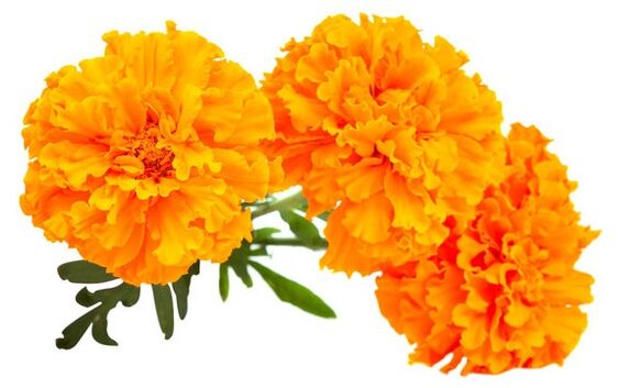 Ocuvit contains a marigold